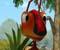 A 3D ant_small.jpg